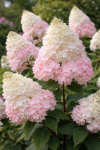 Hortenzie latnatá - PHANTOM kontejner