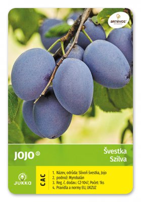 Švestka JOJO - kontejner