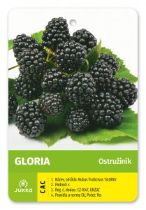 Ostružiník GLORIA