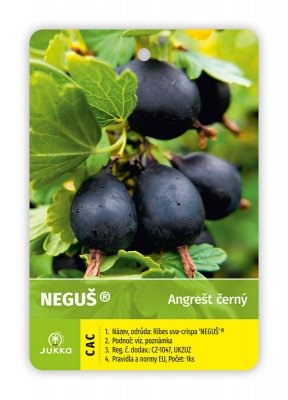 Angrešt stromkový černý NĚGUŠ - kontejner