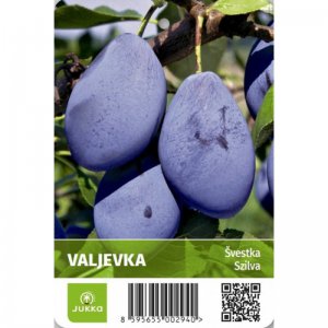 Švestka VALJEVKA - kontejner