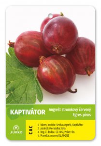 Angrešt stromkový červený CAPTIVÁTOR - kontejner