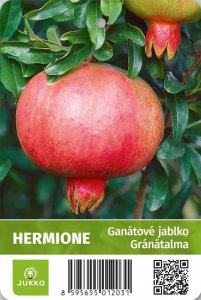 Granátové jablko - HERMIONE - kontejner C6L