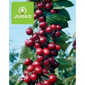 Třešeň sloupcovitě rostoucí COMPAKT STELLA