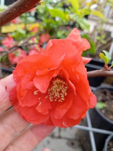 Kdoulovec lahvicovitý - MANGO STORM