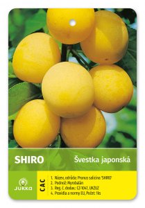 Japonská švestka SHIRO - kontejner