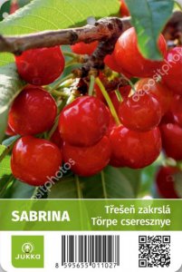 Třešeň zakrslá SABRINA - kontejner