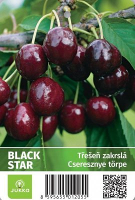 Třešeň zakrslá BLACK STAR - kontejner