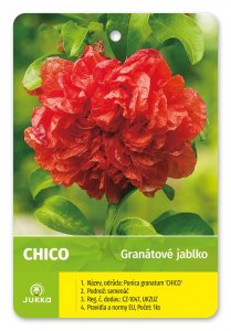 Granátové jablko CHICO - kontejner