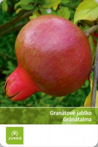 Granátové jablko MAXIMA RUBRA - kontejner