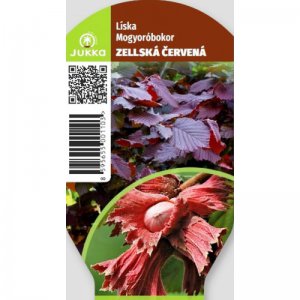 Líska keřová ZELLSKÁ ČERVENOLISTÁ