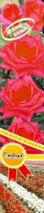 Růže keřová - ENGLAND - tmavě růžová