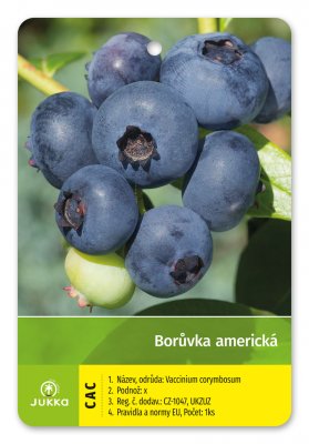 Americká borůvka OZARK BLUE