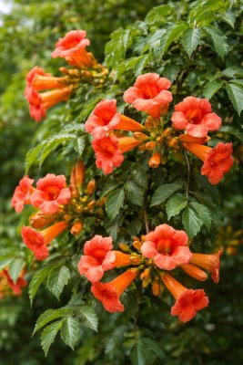 Campsis radicans (trubač)