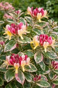 Lonicera periclymenum (zimolez ovíjivý)  HARLEQUINN SHERLITE