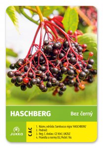 Bez černý HASCHBERG -  kontejner