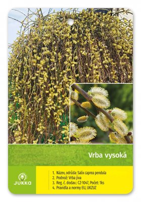 Vrba vysoká (salix matsudana) TORTUOSA kroucená - kontejner