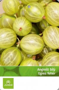 Angrešt keřový bílý REFLAMBA