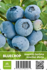 Americká borůvka BLUECROP