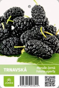 Moruše TRNAVSKÁ