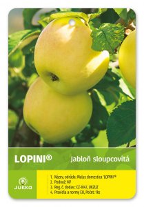 Jabloň sloupovitá LOPINI®