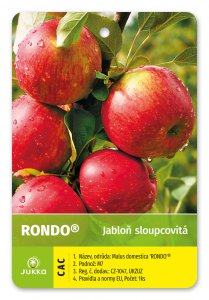 Jabloň sloupovitá RONDO