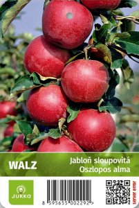 Jabloň sloupovitá WALZ
