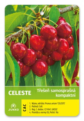 Třešeň kompaktní CELESTE