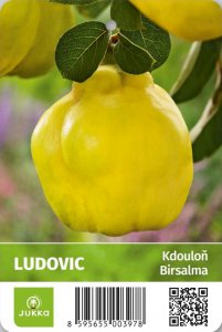 Kdouloň LUDOVIC