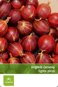 Angrešt keřový červený ROKULA - kontejner