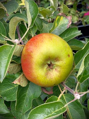 Jabloň zakrslá PIDI - kontejner