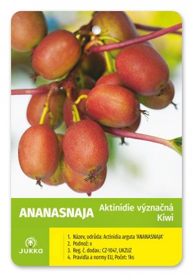 Kiwi DUO (A. arguta) ANANASNAJA+OPYLOVAČ - kontejner