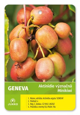 Kiwi DUO (A. arguta) GENEVA+OPYLOVAČ - kontejner