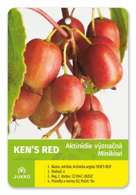 Kiwi DUO (A. arguta) KEN'S  RED+OPYLOVAČ - kontejner