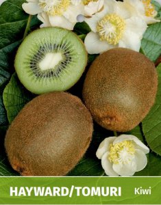 Kiwi DUO (A. deliciosa) TOMURI+ATLAS - kontejner