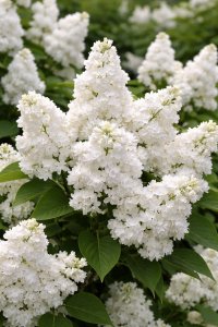 Šeřík  MONIQUE LEMOINE - kontejner