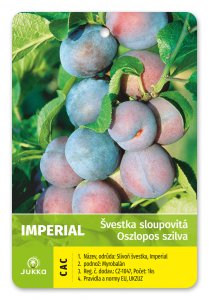 Švestka sloupcovitě rostoucí IMPERIAL