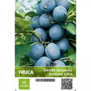 Švestka sloupcovitě rostoucí FRUCA