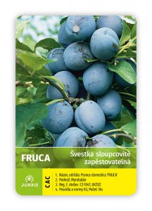 Švestka sloupcovitě rostoucí FRUCA