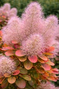 Ruj vlasatá - SMOKEY JOE®