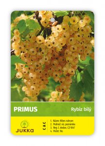 Rybíz keřový bílý - PRIMUS