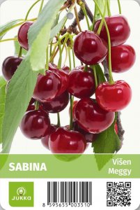 Višeň SABINA