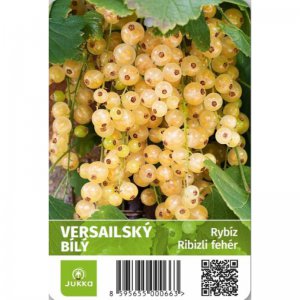 Rybíz keřový bílý - VERSAILSKÝ BÍLÝ