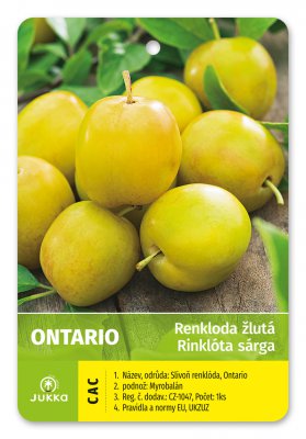 Ryngle ONTARIO - kontejner