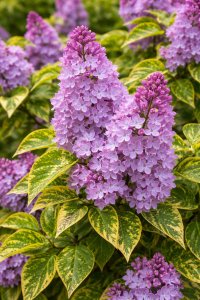 Šeřík AUCUBAEFOLIA -  kontejner