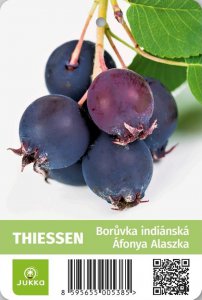 Indiánská borůvka Amelanchier THIESSEN