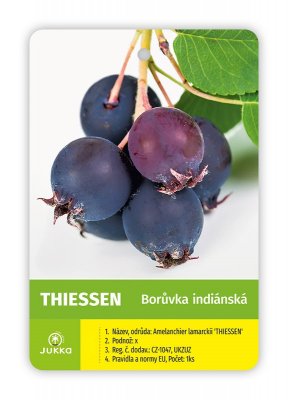 Indiánská borůvka Amelanchier THIESSEN