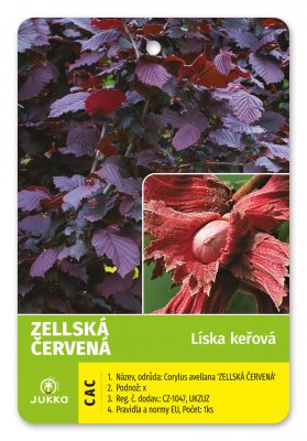 Líska keřová ZELLSKÁ ČERVENOLISTÁ - kontejner