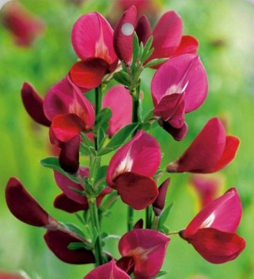 Cytisus (Čilimník) - MOYCLARE PINK