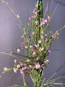 Cytisus (Čilimník) - MOYCLARE PINK